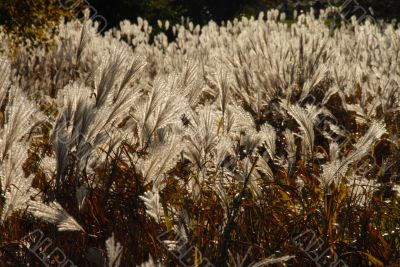 autumn grass autumn grass