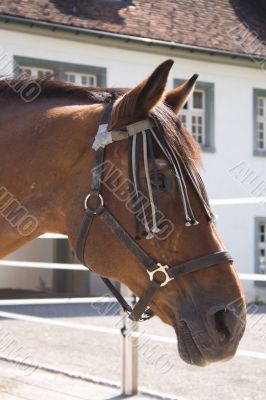 Head of a horse