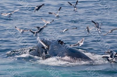 Humpback whale feeding//Megaptera novae