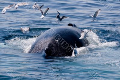 Humpback whale diving//Megaptera novae
