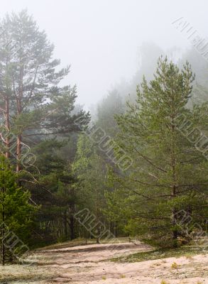 foggy forest foggy forest