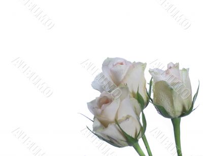 fresh roses for your love fresh roses for your love