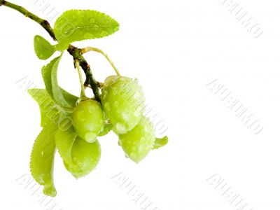 green plums green plums
