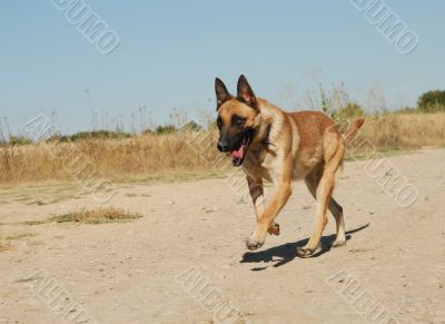 running belgian shepherd