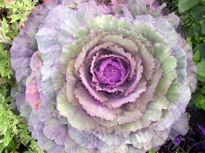 Purple Kale