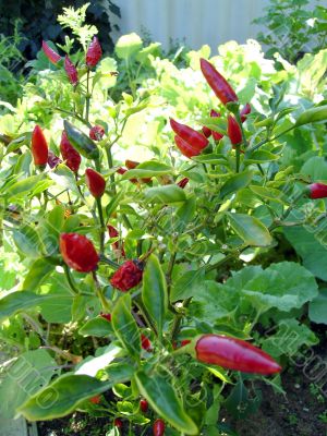 Chilli plant