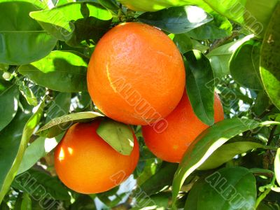 Oranges in tree