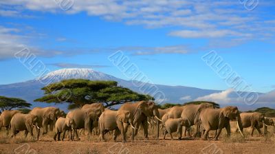 African Elephant Herd