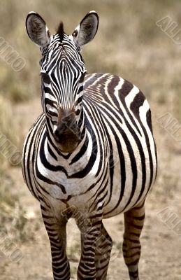 A Zebra A Zebra
