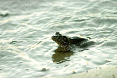 Frog in river