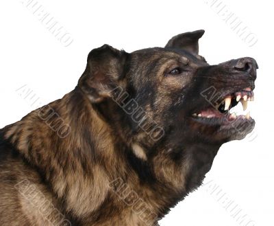 dangerous german shepherd