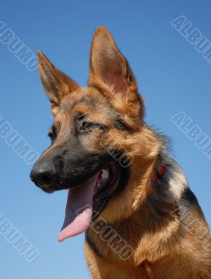 german shepherd