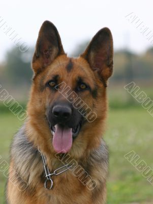 german shepherd