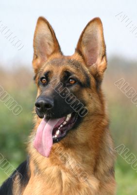 german shepherd