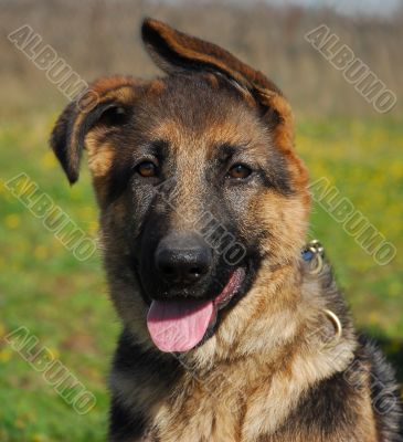 pup german shepherd