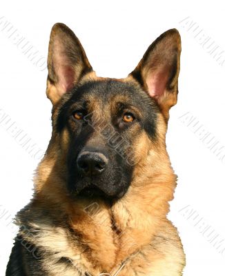 german shepherd
