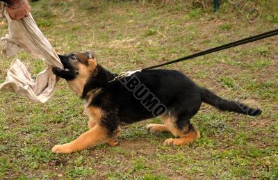playing pup german shepherd