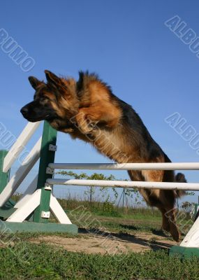 german shepherd in agility