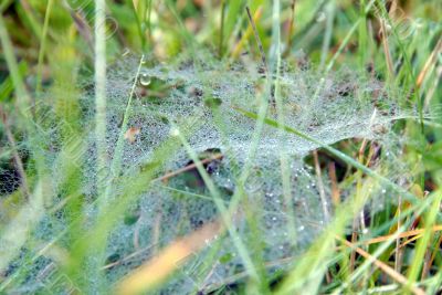 cobweb cobweb