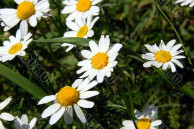 camomile field