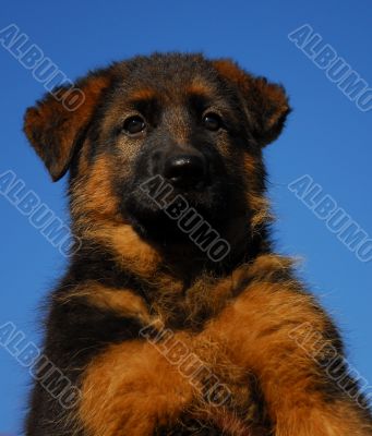 pup german shepherd
