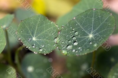 Nasturtium umbrellas