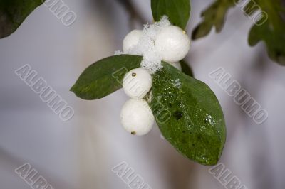 Snowberries