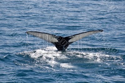 Humpback whale, tail