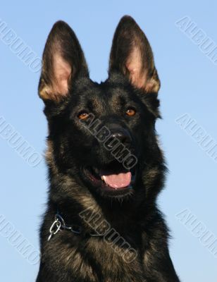 german shepherd