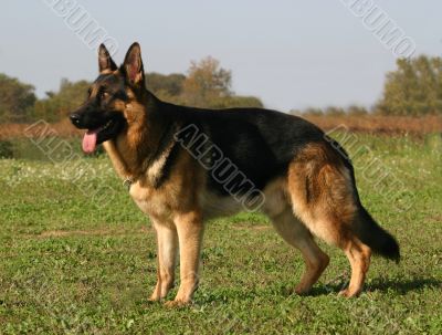 german shepherd