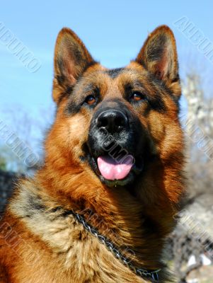 german shepherd