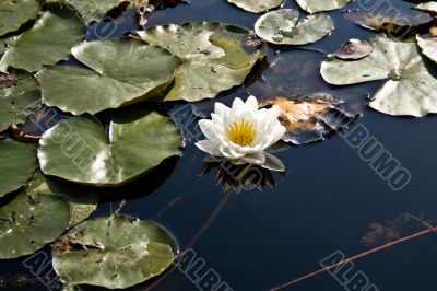 Water lily, White Lotus, Nymphaea alba