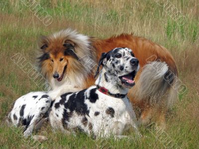 Rough Collie and Great Dane