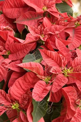 Poinsettias Poinsettias