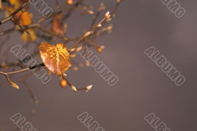 Autumn Leaves on a Tree