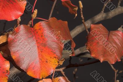 Autumn Leaves on a Tree Autumn Leaves on a Tree