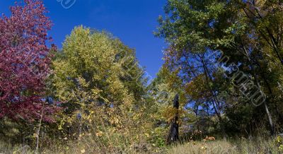 Autumn in the park 7