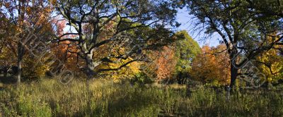 Autumn in the park 18