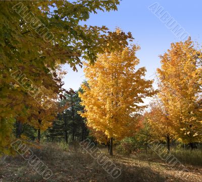 Autumn in the park 21