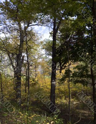 Autumn in the park 22