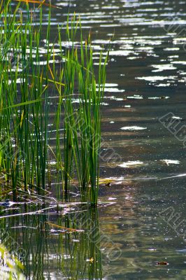 Lake shore reflections