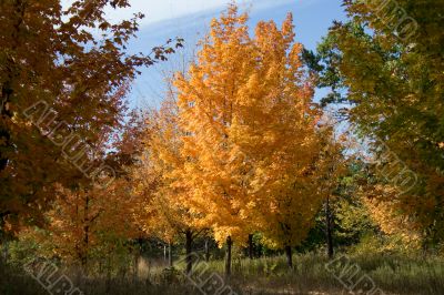 Autumn in the park 12