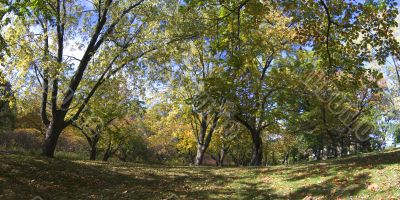 Autumn in the park 6