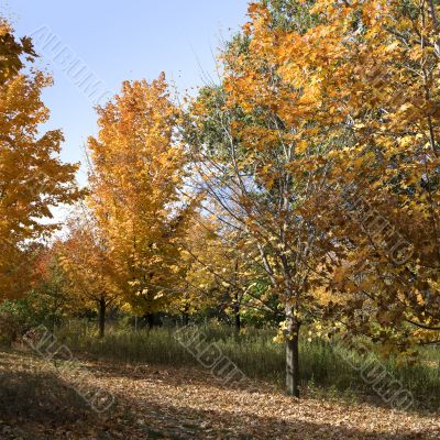 Autumn in the park 5