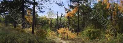 Autumn in the park 1