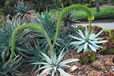 Pair of Flowering Aloe Succulent Plant Pair of Flowering Aloe Succulent Plant