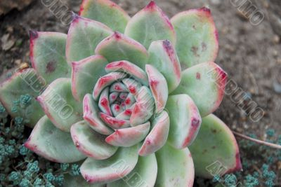 Isolated Aloe Succulent Plant Isolated Aloe Succulent Plant