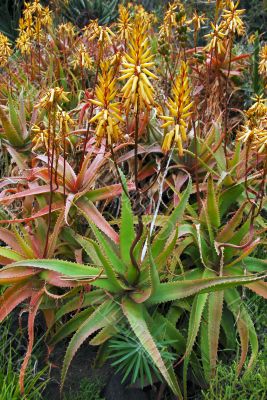 Yellow Flowering Aloe Succulent Plant