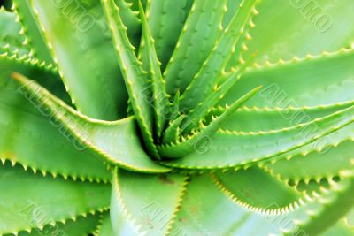 Aloe Succulent Plant closeup