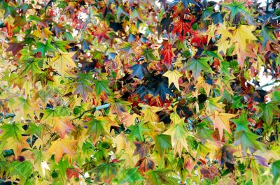  Maple Leaf Fall Season